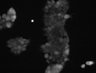 Thumbnail for dataset FigS5_20160609_293_P2Y6R_C159S