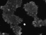 Thumbnail for dataset FigS5_20160609_293_P2Y6R_C177S