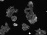 Thumbnail for dataset FigS5_20160609_293_P2Y6R_C211-213S