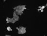 Thumbnail for dataset FigS5_20160609_293_P2Y6R_WT