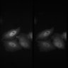 Thumbnail for dataset Fig4A_ELP-TEMP