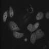 Thumbnail for dataset Fig5C_ELP-TEMP