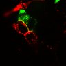 Thumbnail for dataset Figure3d_gB2-gB2