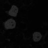 Thumbnail for dataset fig2C_PhyB-PIF3_0028