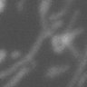 Thumbnail for dataset Fig4b_tsCOX8-Kohinoor2_raw