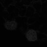 Thumbnail for dataset fig2C_PhyB-PIF3_0030