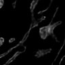 Thumbnail for dataset Fig4b-tsCOX8-SPoD-OnSPAN