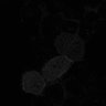Thumbnail for dataset fig2C_PhyB-PIF3_0033