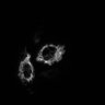 Thumbnail for dataset FigS2_Kohinoor2_SPoD-OnSPAN
