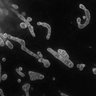 Thumbnail for Fig4A_STED_mitochondial_DMEM