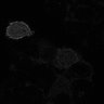 Thumbnail for dataset fig2C_PhyB-PIF6_0015