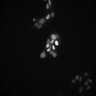 Thumbnail for dataset Figure2D_B16F10_GAS_IFN-v