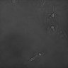 Thumbnail for Figure2D_B16F10_GAS_IFN-v-