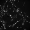 Thumbnail for Figure2D_Braf_GAS_IFN-v