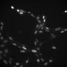 Thumbnail for dataset Figure2D_Braf_ISRE_IFN-v