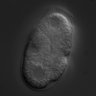 Thumbnail for dataset RNAi_R144.2_070424_01