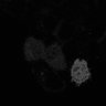 Thumbnail for fig2C_PhyB621-PIF3_0035