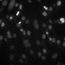 Thumbnail for dataset Figure2D_MC-38_ISRE_IFN-v