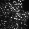 Thumbnail for dataset Figure2D_Panc02_GAS_IFN-v-