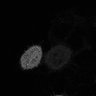 Thumbnail for dataset fig2C_PhyB621-PIF3_0037
