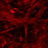 Thumbnail for dataset Figure4D_Brafv600Ecell_GAS_20210823_GqKO-2
