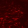 Thumbnail for dataset Figure4D_Brafv600Ecell_GAS_20210823_GqKOIFNgR1KO-2