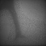 Thumbnail for dataset Whole_brain_POGZWT-Q1038R_20170829_223347