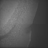 Thumbnail for dataset Whole_brain_POGZWT-Q1038R_20170829_223813