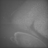 Thumbnail for dataset Whole_brain_POGZWT-Q1038R_20170829_224601
