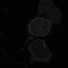 Thumbnail for dataset fig2C_PhyB621-PIF6_0021