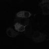 Thumbnail for dataset fig3E_PhyB-PIF3_0002