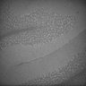 Thumbnail for dataset Whole_brain_POGZWT-Q1038R_20170829_230815