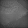 Thumbnail for dataset Whole_brain_POGZWT-Q1038R_20170829_231135