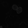 Thumbnail for dataset fig3E_PhyB-PIF6_0013
