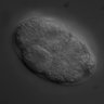 Thumbnail for RNAi_R144.2_070424_03