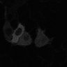 Thumbnail for dataset fig3E_PhyB621-PIF3_0007