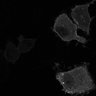 Thumbnail for fig3E_PhyB621-PIF6_0016