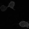 Thumbnail for dataset fig3E_PhyB621-PIF6_0018