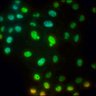 Thumbnail for dataset fig4E