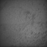 Thumbnail for dataset Whole_brain_POGZWT-Q1038R_20170830_05649