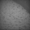 Thumbnail for dataset Whole_brain_POGZWT-Q1038R_20170830_11953