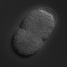 Thumbnail for dataset RNAi_T03F6.5_040826_01