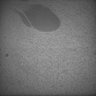 Thumbnail for dataset Whole_brain_POGZWT-Q1038R_20170830_14847
