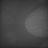 Thumbnail for dataset Whole_brain_WT_20170821_234723