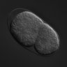 Thumbnail for dataset RNAi_T07C4.7_040831_02