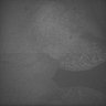 Thumbnail for dataset Whole_brain_WT_20170822_13044