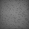 Thumbnail for Whole_brain_WT_20170822_22250