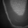 Thumbnail for dataset Fig5_Whole_brain_imaging19_20180410_233246