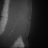 Thumbnail for dataset Fig5_Whole_brain_imaging22_20180410_234138