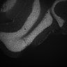 Thumbnail for dataset Fig5_Whole_brain_imaging39_20180411_03214
